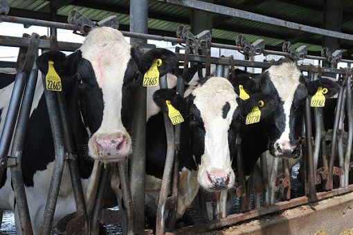 Confagricoltura: &quot;La filiera agroalimentare piemontese lavora a pieno ritmo&quot;