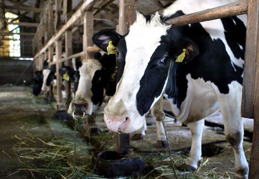 Coldiretti Piemonte: &quot;Peste suina dalla Cina: urgente obbligo di etichettatura per salumi e trasformati&quot;
