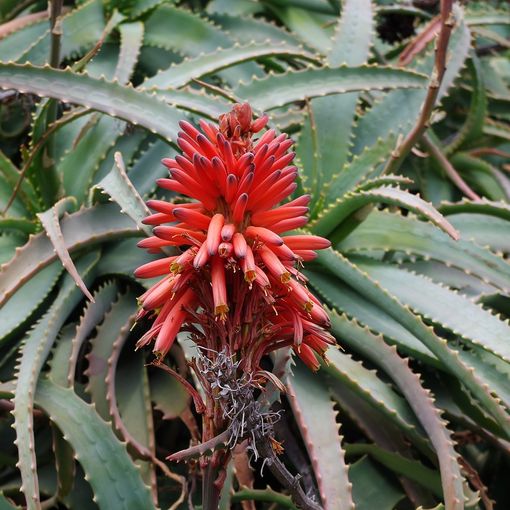 Aloe Arborescens: la ricetta di Padre Zago per la cura di diverse malattie