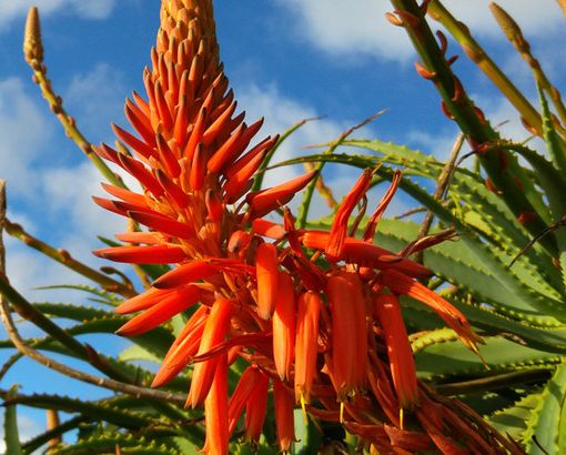 Lo sapevi che l’Aloe Arborescens è la specie botanica più pregiata al mondo? Studi e ricerche suffragano questa tesi