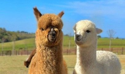 La prima fattoria di Alpaca di Torino ha bisogno di fondi: parte il crowdfunding per sostenere la crescita della struttura
