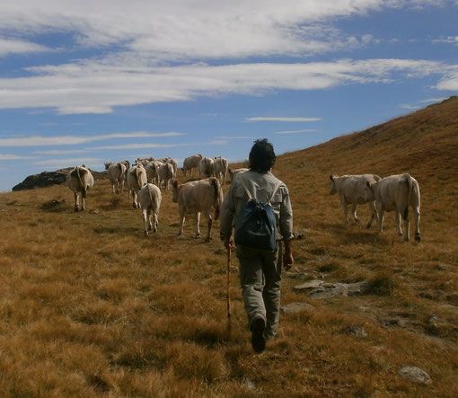 &quot;La siccità sta mettendo in ginocchio i margari piemontesi&quot;