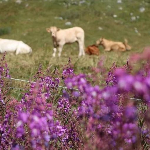 Piemonte, approvata la legge su alpeggi e transumanza