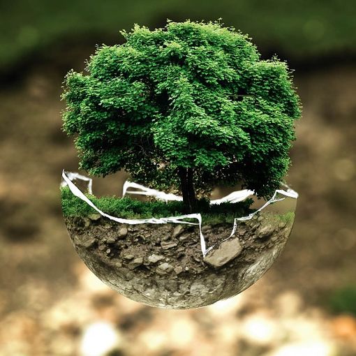 albero custodito in una sfera