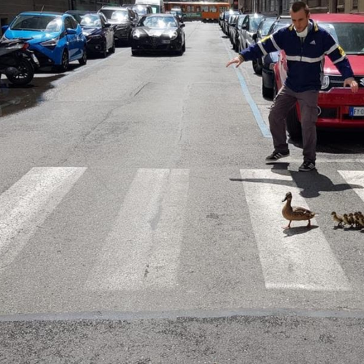 La Polizia Municipale salva 9 anatroccoli a San Salvario