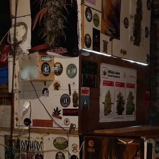 Una serra con musica e termosifoni per coltivare marijuana in casa: scovato dalla finanza di Torino