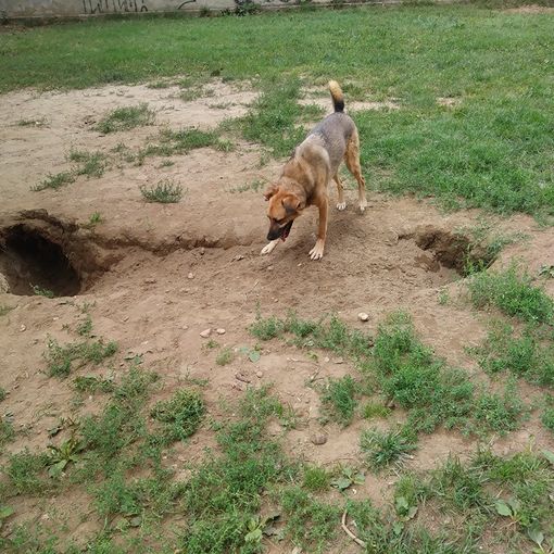 L'area cani della Tesoriera è un &quot;colabrodo&quot;