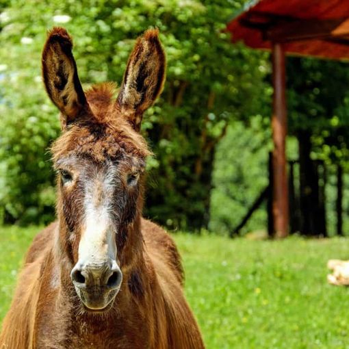 Coldiretti Piemonte – DL Rilancio: bonus baby sitter spendibile anche nelle fattorie didattiche