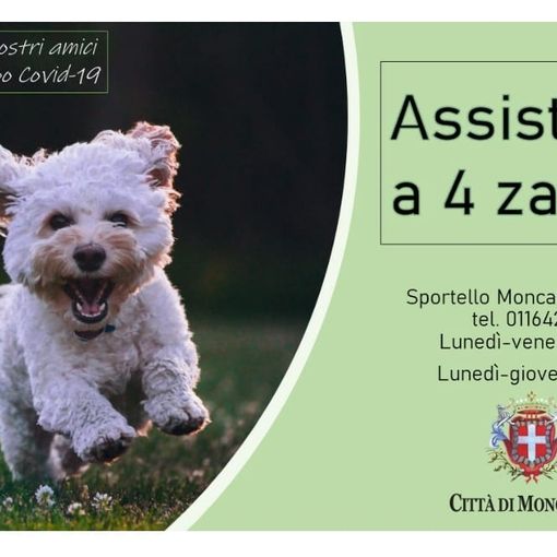 Aiutare gli animali delle persone positive al Covid: Moncalieri apre l'assistenza a 4 zampe