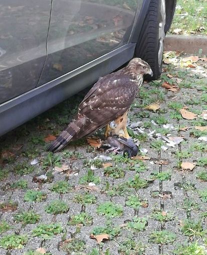 Un giovane rapace fa il “cittadino” sui cieli di Torino