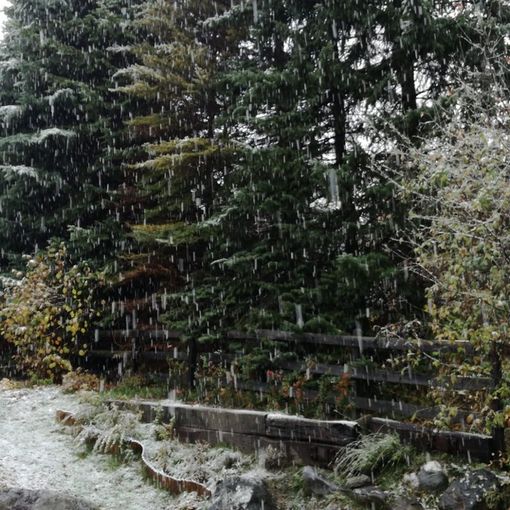 È arrivata la neve: stamattina primi fiocchi in alta Valle di Susa e alta Val Chisone [VIDEO]