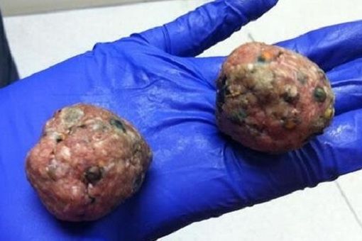 Ancora bocconi avvelenati a Mirafiori, labrador salvato per miracolo