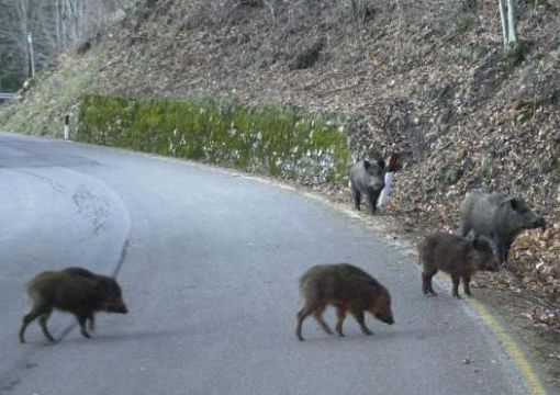 Cinghiale a spasso per San Salvario, abbattuto dai Carabinieri