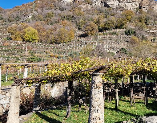 Vigneti eroici canavesani, Coldiretti: &quot;Riconosciuto il valore paesaggistico. Ora misure per sostenere la viticoltura alpina&quot;