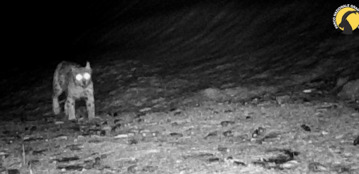 Lince avvistata al Parco del Gran Paradiso: &quot;catturata&quot; di nuovo dall'occhio della fototrappola