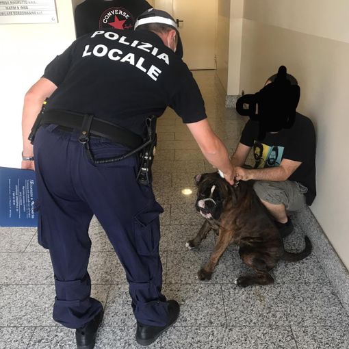 Cucciolo di boxer salvato dalla polizia a Nichelino e riconsegnato al proprietario