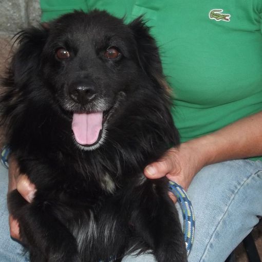 Tre cani in cerca di famiglia dal canile di Chivasso