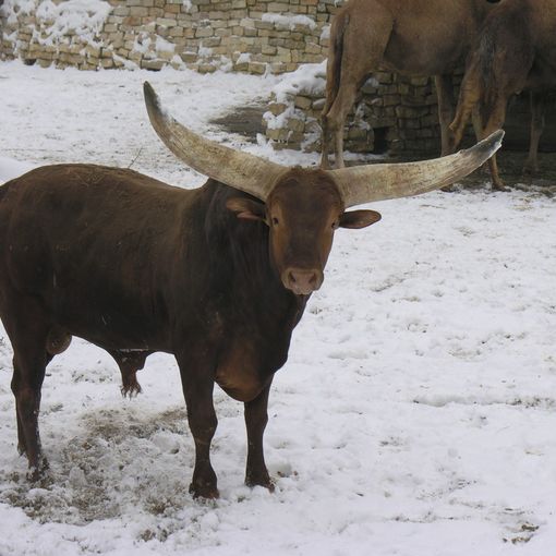 Cumiana, prima neve dell'anno anche al bioparco Zoom