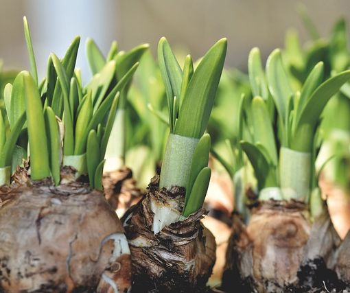 Bulbi da Fiore: Errori Comuni Quando Si Coltivano Fiori dai Bulbi