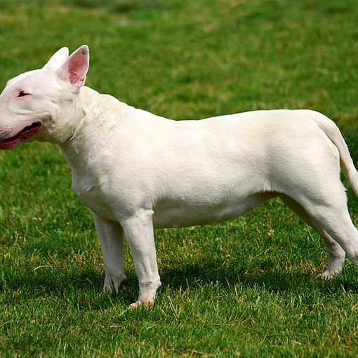 Addestratore di 26 anni sbranato da un bull terrier a Monteu da Po. &quot;I cani erano la sua vita. E' incredibile&quot;
