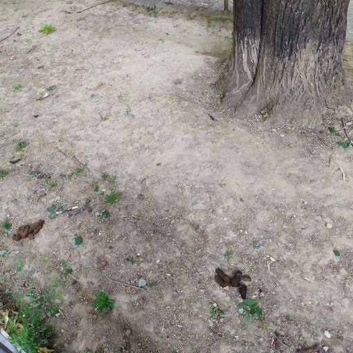 Escrementi di cani abbandonati in strada, la proposta in Circoscrizione 4: &quot;Test del Dna per risalire ai padroni&quot;