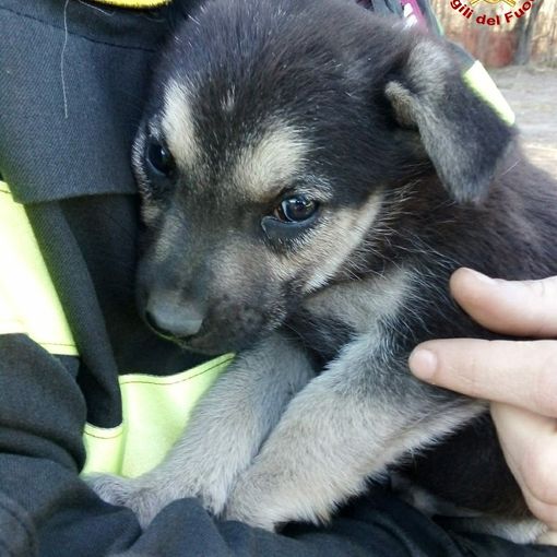 Due cuccioli restano intrappolati in una tubazione interrata: salvati dai vigili del fuoco