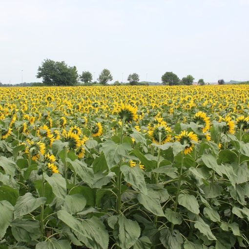 girasoli enormi campo di grugliasco