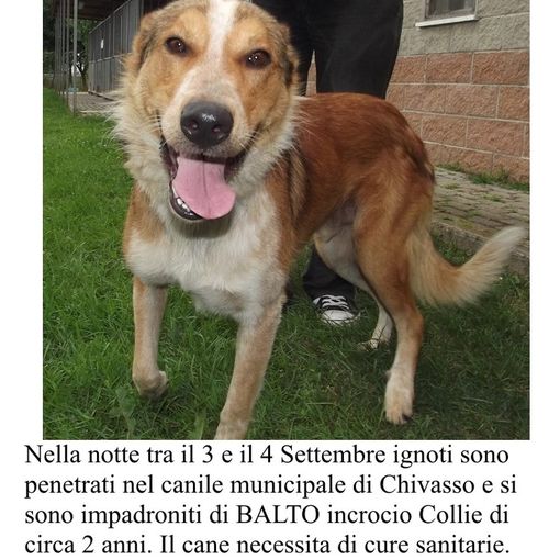 Furto al canile di Chivasso: rubato nella notte il cane Balto. L'appello dell'associazione A.P.A.CHI