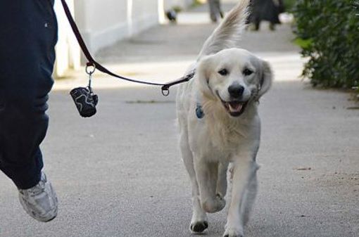 Il Comune di Nichelino cerca volontari per i cani delle persone in quarantena