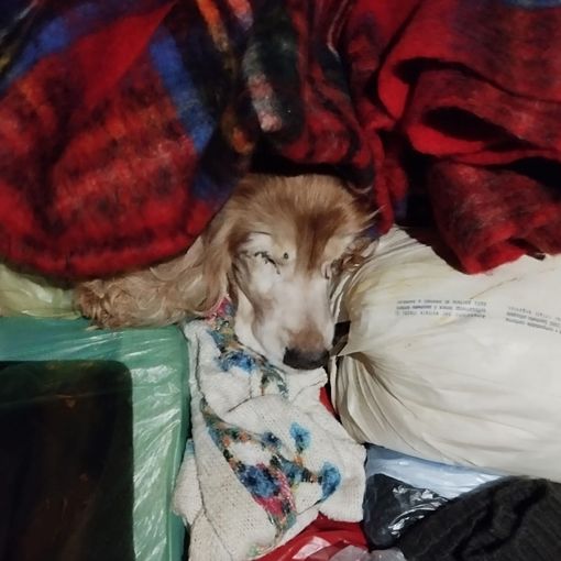 Vergogna senza limiti a Torino, un Cocker abbandonato nel cassonetto dei rifiuti