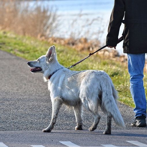 Multe in borghese per padroni maleducati: la Circoscrizione 2 contro le deiezioni canine non raccolte