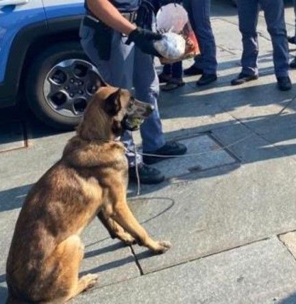 cane antidroga - foto di archivio