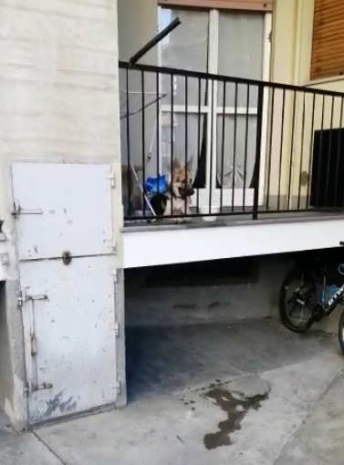 La polizia municipale soccorre un cucciolo di pastore tedesco chiuso in balcone senza cibo né acqua