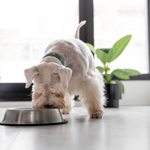 Intolleranze alimentari nei cani: identificazione e strategie nutrizionali