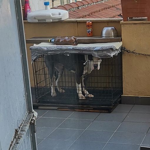 35enne torinese denunciato per maltrattamenti sul proprio cane