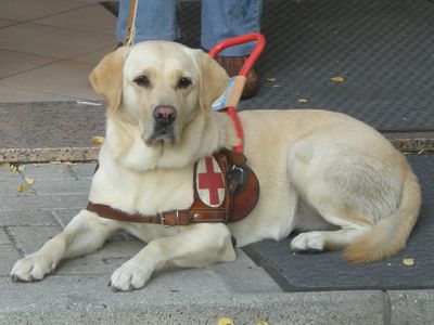 Domani la Giornata Nazionale del Cane Guida