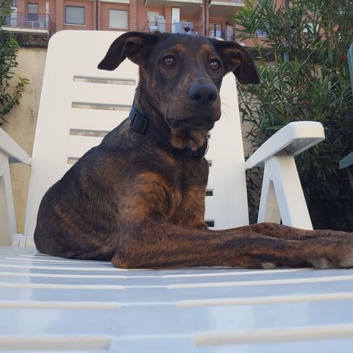 Nichelino, il cucciolo Joy cerca una nuova casa