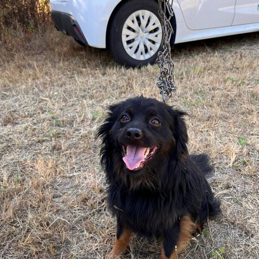 cane abbandonato nichelino
