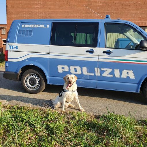 cane poliziotto in servizio