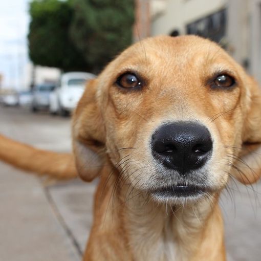 Un cane in primo piano