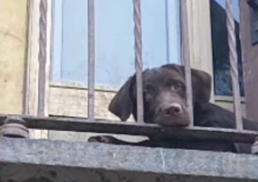 Cane &quot;recluso&quot; su un balcone a Torino: sanzionata la proprietaria