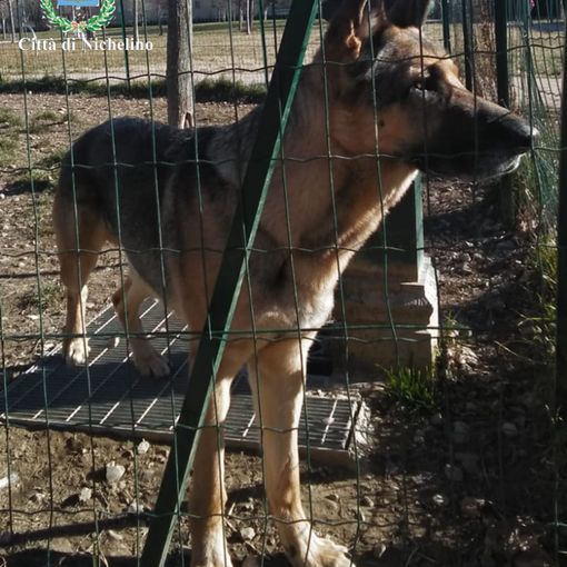 L'Ufficio tutela animali di Nichelino ritrova un cane smarrito