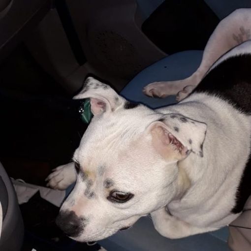 il cane ritrovato a nichelino