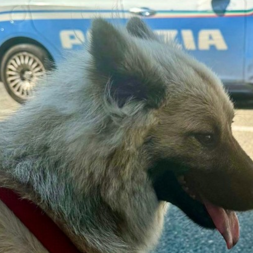 Il mezzo, sottratto sabato, era in corso Tazzoli: gli agenti hanno ritrovato ed aiutato Tais