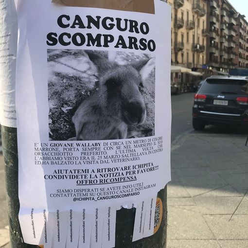 manifesto canguro scomparso