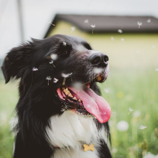 Come capire se il proprio cane ha i parassiti?