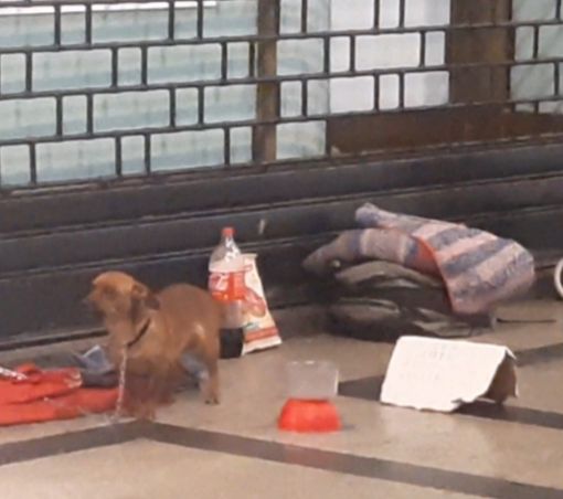 Cani e clochard