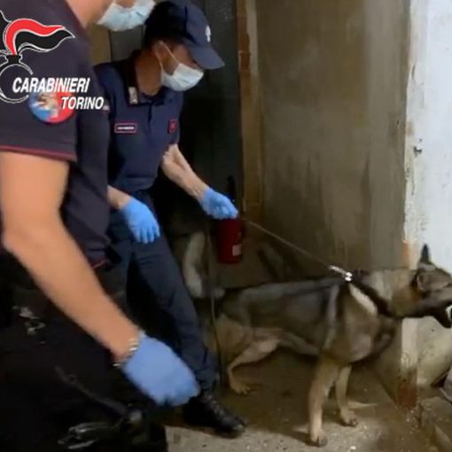 I carabinieri 'espugnano' il fortino della droga a Lombardore: sequestrati 5 chili e mezzo di marijuana (VIDEO)