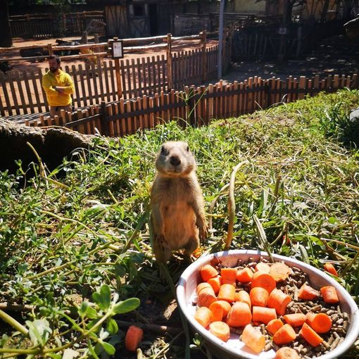 Al bioparco Zoom sbarca il Family Oktoberfest