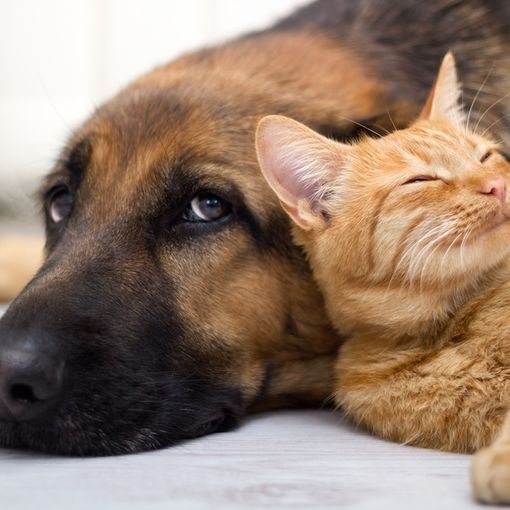 Un cane e un gatto